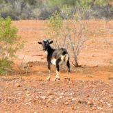 Feral goat in bushland