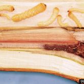 Longhorned beetle larvae