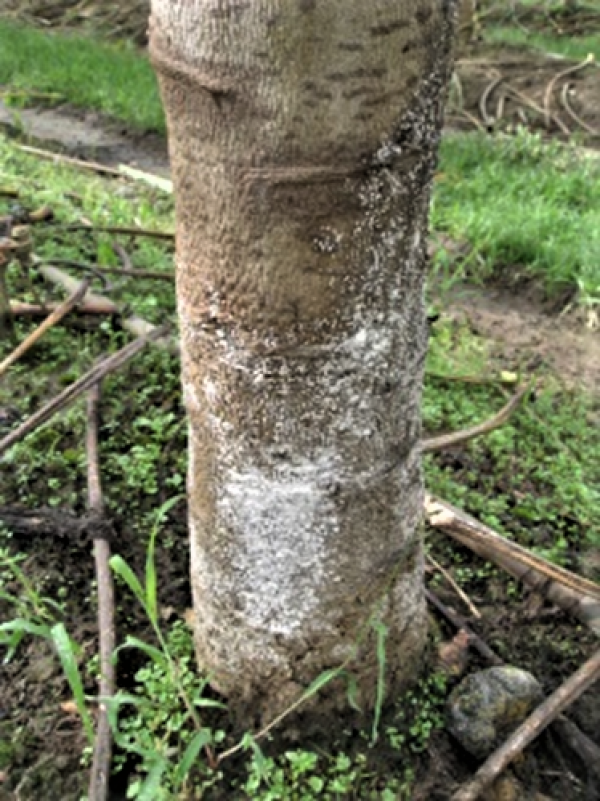 Basal trunk rot caused by Phytophthora