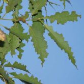 Damage to mature leaves by chrysomelid adults, note the scalloped edges