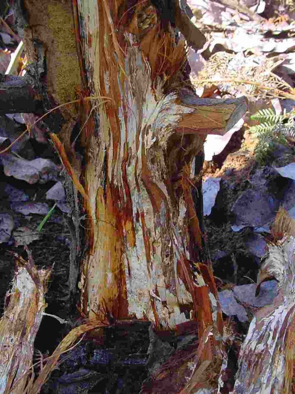 White mycelium at the base of the infected tree