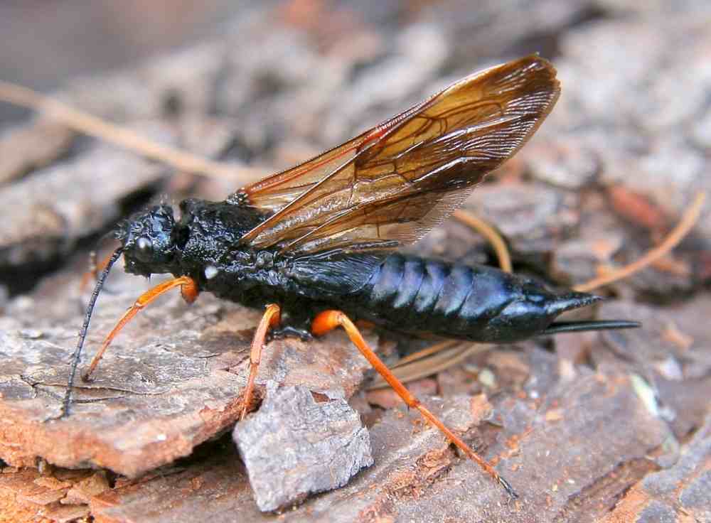 Adult female sirex wood wasp, showing the typical blue-black colour with amber legs and wings 