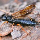 Adult female sirex wood wasp, showing the typical blue-black colour with amber legs and wings