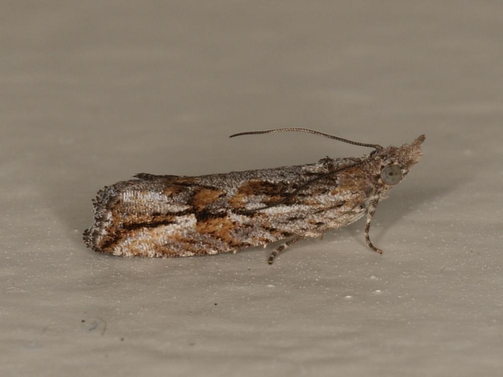 Thumbnail of Leafroller caterpillars