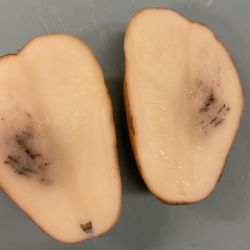 Potatoes cut in half showing black lesions on the inside