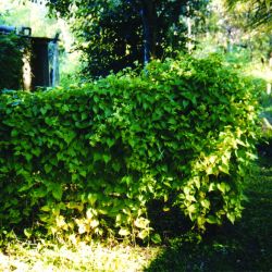 Mikania vine plant form