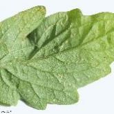 Nymphs and eggs on the underside of a tomato leaf