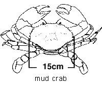 Minimum length requirement of 15cm for mud crabs