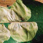 Symptoms of leafblister sawfly presence; note the larvae visible within the ‘blisters’