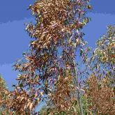 Extensive bronzing of young spotted gum foliage