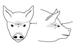 A diagram of a pig's head with arrows and markings to indicate where to aim a weapon to humanely destroy or kill a pig