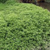 Alligator weed infestation