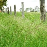 Chilean needle grass infestation