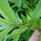 Hygrophila leaves and flower