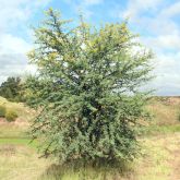 Prickly acacia plant form