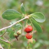 African boxthorn fruit close-up