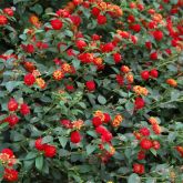 Red and yellow lantana flowers