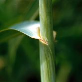 Aleman grass stem