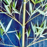 Bamboo stem