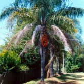 Cocos palm plant