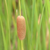 Cumbungi seed head