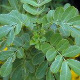 Easter cassia leaves