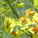 Thumbnail of Parkinsonia