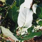 Calotrope leaf