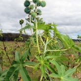 Castor oil plant stem and leaves