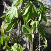 Corky passionflower smothering native vegetation