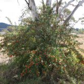 Firethorn plant form