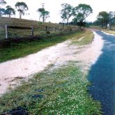 Lippia along roadside