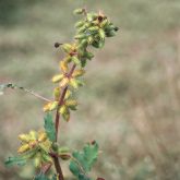 Noogoora burrs