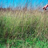 Parra grass plant