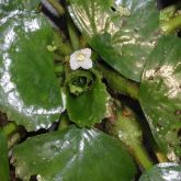 Floating water chestnut flower