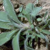 North qld weeds