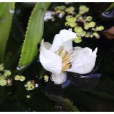 Water soldiers leaves and flowers