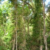 Feathered asparagus fern infestation