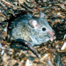 Thumbnail of House mouse