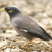 Thumbnail of Indian myna