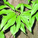 Thumbnail of Arrowhead vine