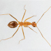 Thumbnail of Yellow crazy ant