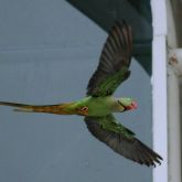 Alexandrine parakeet flying