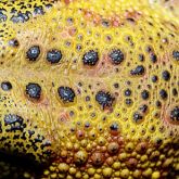 Asian black spined toad skin