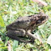 Cane toad