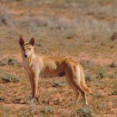 Dingo in outback