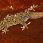 Asian house gecko on beam