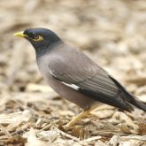 Indian myna