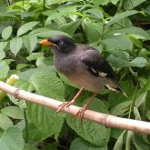 Jungle myna perched