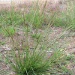Thumbnail of American rat's tail grass